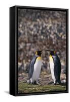 King Penguins Touching Beaks-DLILLC-Framed Stretched Canvas