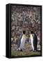 King Penguins Touching Beaks-DLILLC-Framed Stretched Canvas