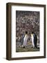 King Penguins Touching Beaks-DLILLC-Framed Photographic Print