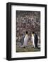 King Penguins Touching Beaks-DLILLC-Framed Photographic Print