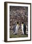 King Penguins Touching Beaks-DLILLC-Framed Photographic Print