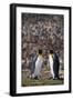 King Penguins Touching Beaks-DLILLC-Framed Photographic Print