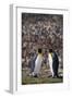 King Penguins Touching Beaks-DLILLC-Framed Photographic Print