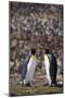 King Penguins Touching Beaks-DLILLC-Mounted Photographic Print