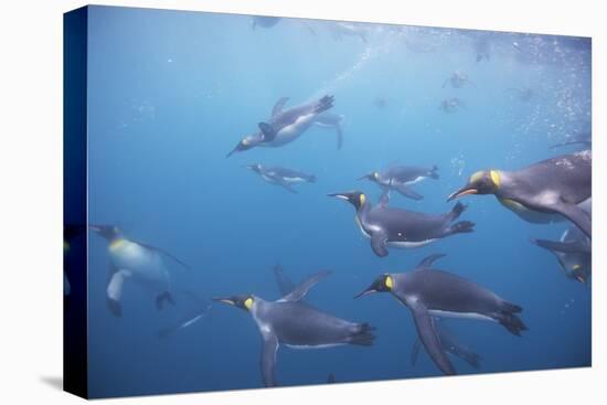 King Penguins Underwater at South Georgia Island-null-Stretched Canvas