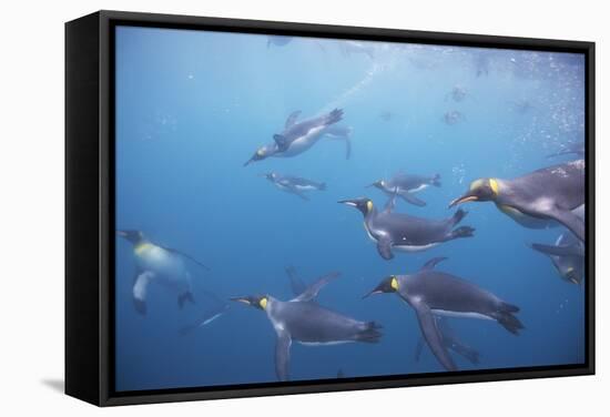 King Penguins Underwater at South Georgia Island-null-Framed Stretched Canvas