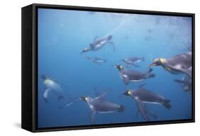 King Penguins Underwater at South Georgia Island-null-Framed Stretched Canvas