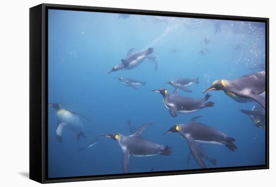 King Penguins Underwater at South Georgia Island-null-Framed Stretched Canvas