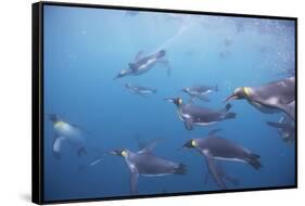King Penguins Underwater at South Georgia Island-null-Framed Stretched Canvas