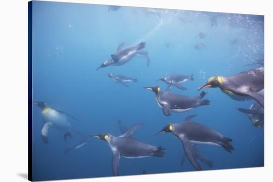 King Penguins Underwater at South Georgia Island-null-Stretched Canvas