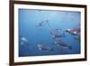 King Penguins Underwater at South Georgia Island-null-Framed Photographic Print