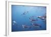 King Penguins Underwater at South Georgia Island-null-Framed Photographic Print