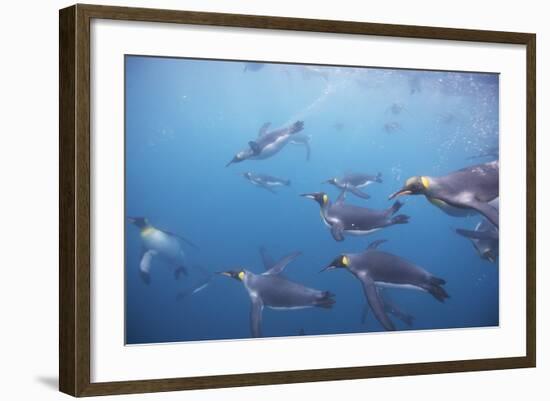 King Penguins Underwater at South Georgia Island-null-Framed Photographic Print