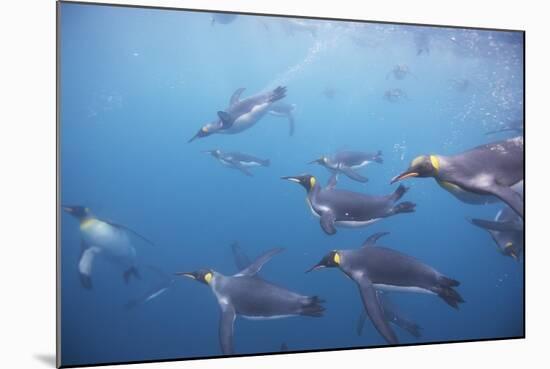 King Penguins Underwater at South Georgia Island-null-Mounted Photographic Print