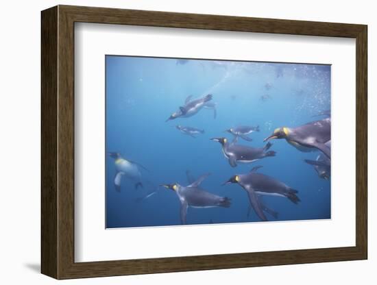 King Penguins Underwater at South Georgia Island-null-Framed Photographic Print