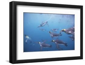King Penguins Underwater at South Georgia Island-null-Framed Photographic Print