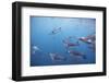 King Penguins Underwater at South Georgia Island-null-Framed Photographic Print