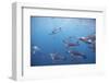 King Penguins Underwater at South Georgia Island-null-Framed Photographic Print