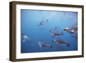 King Penguins Underwater at South Georgia Island-null-Framed Photographic Print