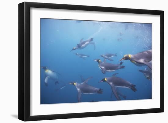 King Penguins Underwater at South Georgia Island-null-Framed Photographic Print