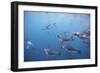 King Penguins Underwater at South Georgia Island-null-Framed Photographic Print