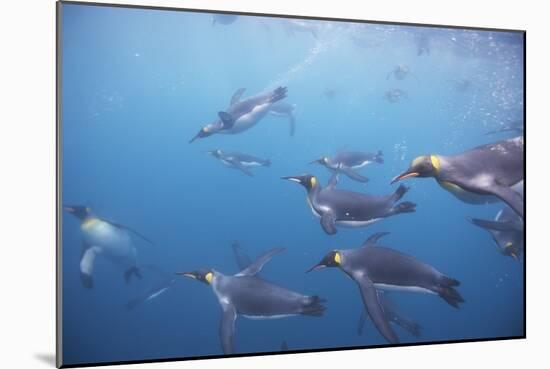 King Penguins Underwater at South Georgia Island-null-Mounted Photographic Print