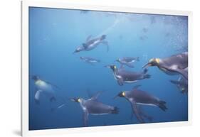 King Penguins Underwater at South Georgia Island-null-Framed Photographic Print