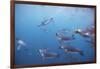 King Penguins Underwater at South Georgia Island-null-Framed Photographic Print