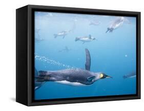 King Penguins Underwater-Paul Souders-Framed Stretched Canvas
