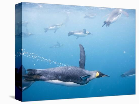 King Penguins Underwater-Paul Souders-Stretched Canvas