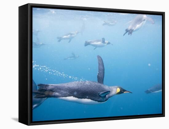 King Penguins Underwater-Paul Souders-Framed Stretched Canvas