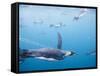 King Penguins Underwater-Paul Souders-Framed Stretched Canvas