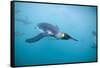 King Penguins Underwater-Paul Souders-Framed Stretched Canvas