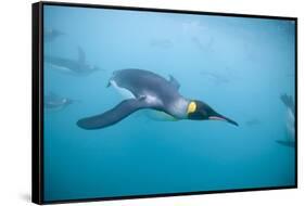 King Penguins Underwater-Paul Souders-Framed Stretched Canvas