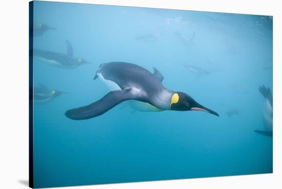 King Penguins Underwater-Paul Souders-Stretched Canvas