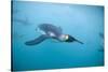 King Penguins Underwater-Paul Souders-Stretched Canvas