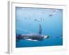 King Penguins Underwater-Paul Souders-Framed Photographic Print