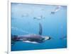 King Penguins Underwater-Paul Souders-Framed Photographic Print