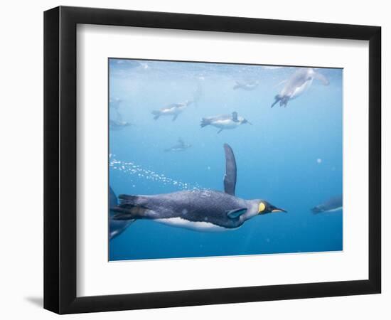 King Penguins Underwater-Paul Souders-Framed Photographic Print