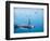 King Penguins Underwater-Paul Souders-Framed Photographic Print