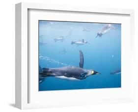 King Penguins Underwater-Paul Souders-Framed Photographic Print