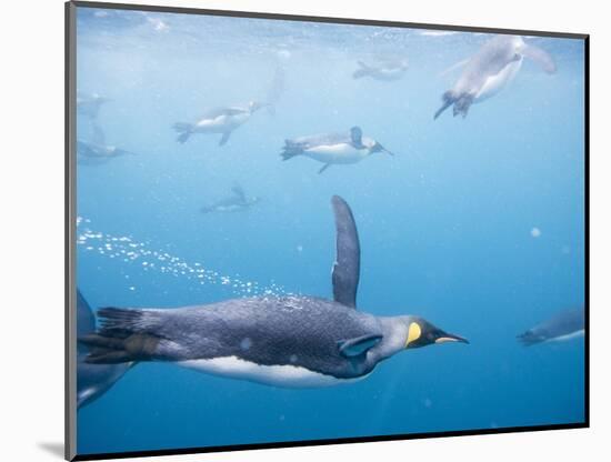 King Penguins Underwater-Paul Souders-Mounted Photographic Print