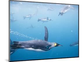 King Penguins Underwater-Paul Souders-Mounted Photographic Print