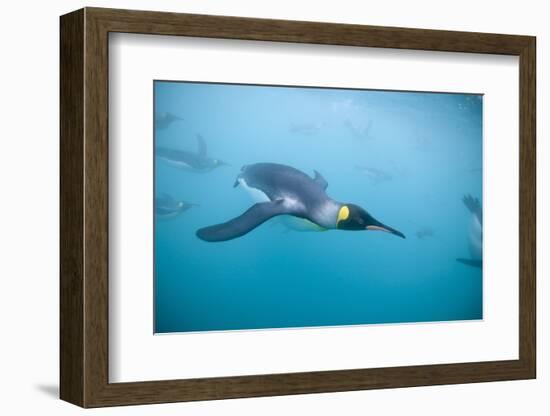 King Penguins Underwater-Paul Souders-Framed Photographic Print