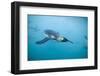 King Penguins Underwater-Paul Souders-Framed Photographic Print