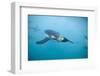 King Penguins Underwater-Paul Souders-Framed Photographic Print