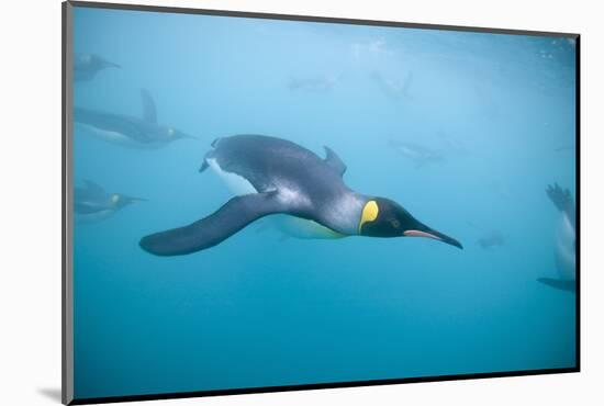 King Penguins Underwater-Paul Souders-Mounted Photographic Print
