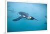 King Penguins Underwater-Paul Souders-Framed Photographic Print