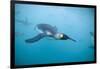 King Penguins Underwater-Paul Souders-Framed Photographic Print