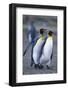 King Penguins Walking Closely Together-DLILLC-Framed Photographic Print